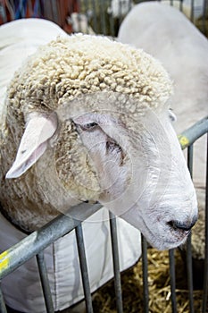 Profile view portrait head shot of a white wooly sheep