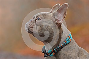 Profile view of a rare colored lilac brindle female French Bulldog dog with light amber eyes wearing rope collar