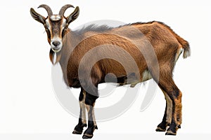 Profile view of a robust brown goat with striking beard and horns, against a clean white background.