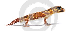 Profile view of s Three-lined knob-tailed gecko