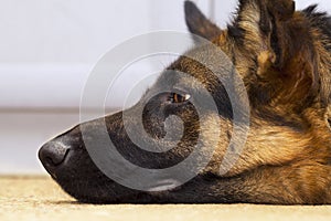 Profile view of shepherd dog`s head