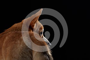 A profile view of a Shiba Inu dog head against a black background
