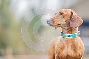 Profile view of a short haired brown dachshund with his head turned with deep gaze