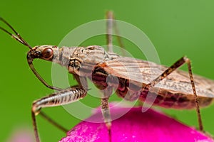 Profile view of spined assassin bug with red eyes on pink flower