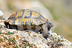 Profile view of Testudo graeca in natural habitat