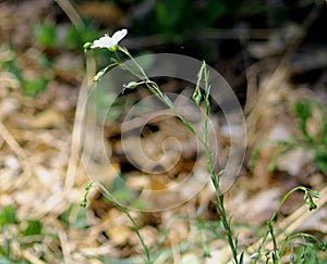 Profile view of a white wildflower in Prescott, Arizona