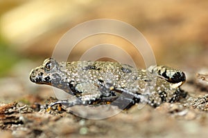 Profile view of yellow bellied toad