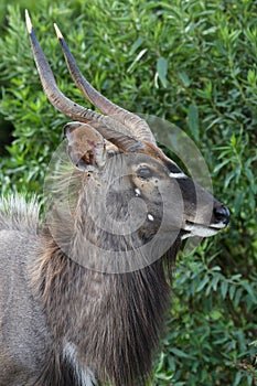 Profile View of Young Male Nyala Antelope