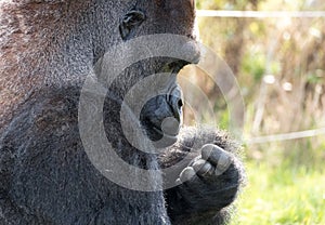 Profile of Western Lowland Gorilla, adult male silverback. Photographed at Port Lympne Safari Park near Ashford Kent UK