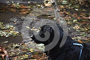 Profile of a Wet Black Flat Coated Retriever Dog