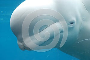 Profile of a White Beluga Whale Swimming Underwater