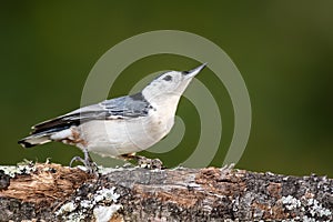 Profile of a White-Breasted Nuthatch Perched on a Weathered Tree Branch