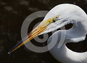 Profile of white egret