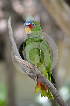 Profile of a White Fronted Amazon Parrot