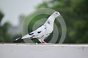 Profile of a white pigeon