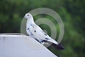 Profile of a white pigeon
