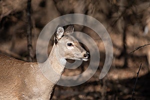 Profile of a White-tailed deer as it walks through the woods