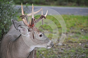 Profile of a Whitetail Buck Deer with Velvet Shedding Antlers