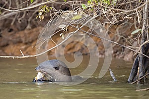 Profile of Wild Giant Otter Chewing Fish in River