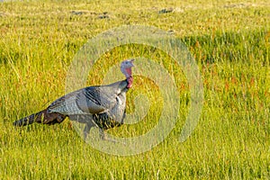 Profile of Wild Male Turkey Stepping in High Grass