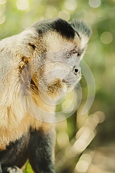 Profile of a wild monkey in the jungle. Macaco Prego