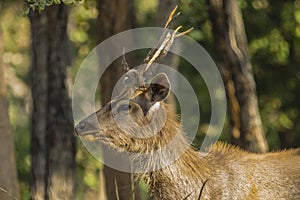 Profile Wild Sambar Buck