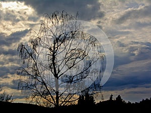 Profile of a wilow tree against a cloudy evening sky