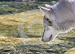 Profile of Wolf About To Drink From Stream