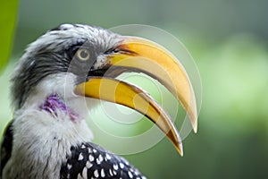 Profile of Yellow Beak Bird
