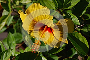 Profile of Yellow Hibiscus Flower in Garden photo