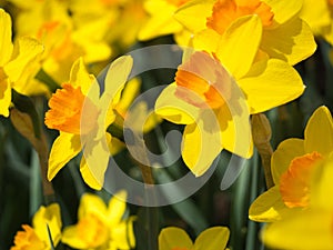 Profile of Yellow and Orange Daffodils