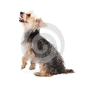 Profile of Yorkshire Terrier