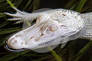 Profile Of A Young Albino Alligator