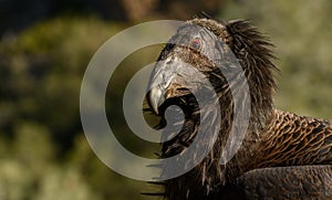 Profile of Young California Condor