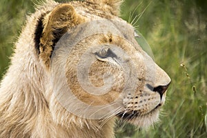 Profile of a young lion