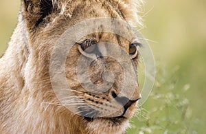 Profile of a young lion