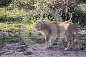 Profile of young male lion, Serengeti, Tanzania