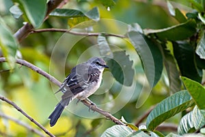 Profile of a young Northern Mockingbird Mimus Polyglottos