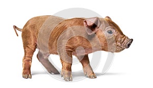 Profile Young pig mixedbreed, isolated
