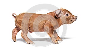 Profile of a young pig mixedbreed, isolated