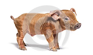 Profile of a young pig mixedbreed looking at camera photo