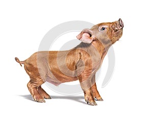 Profile of a young pig mixedbreed looking up, isolated photo