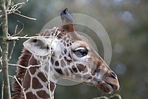 Profile of a young Reticulated Giraffe head