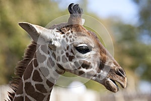 Profile of a young Reticulated Giraffe head