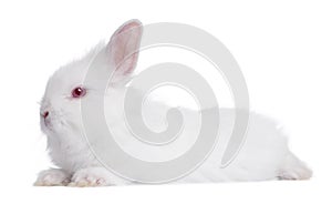 Profile of a Young white Rabbit (5 weeks old)