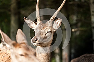 Profile of an young white-tailed deer