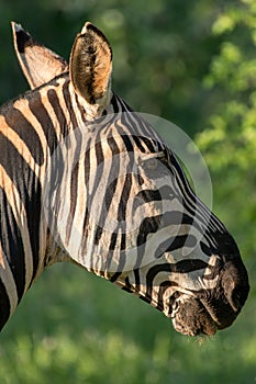 Profile of zebra head