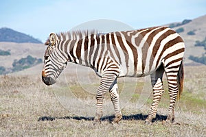 Profile of zebra standing in drought parched field