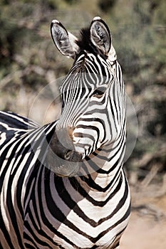 Profile of a zebra