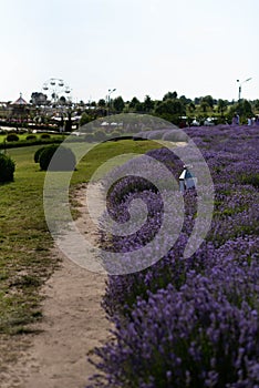 Profuse blooming of lavender in an amusement park